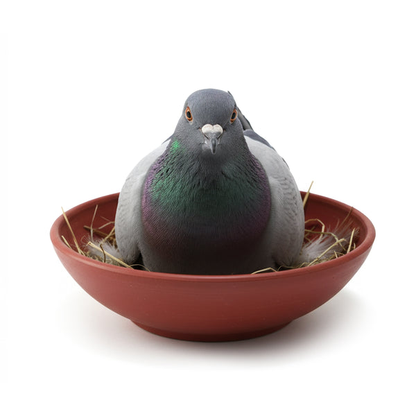 Мътилка за гълъби NB01